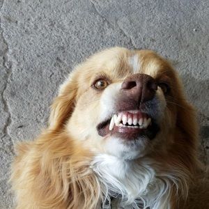 Meet your Posher, Azi